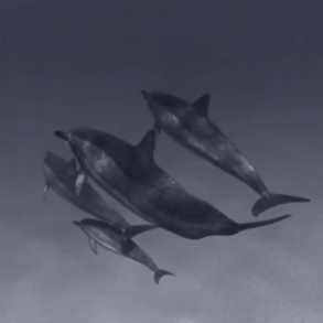 dolphin for oceans