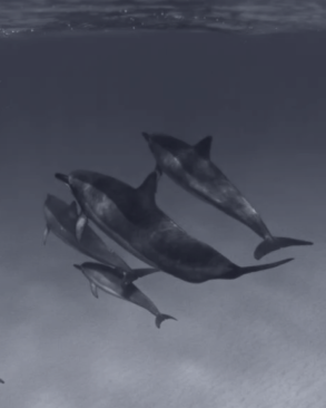 dolphin for oceans